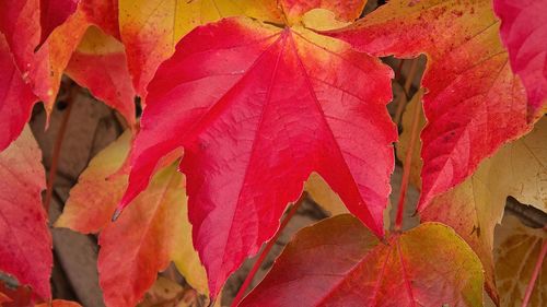 Close-up of red leaves