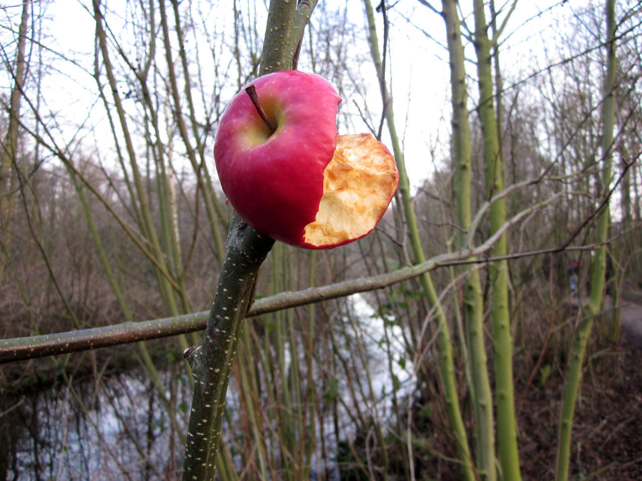 CLOSE-UP OF APPLE GROWING ON TREE TRUNK