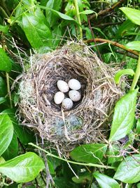 High angle view of eggs in nest on tree