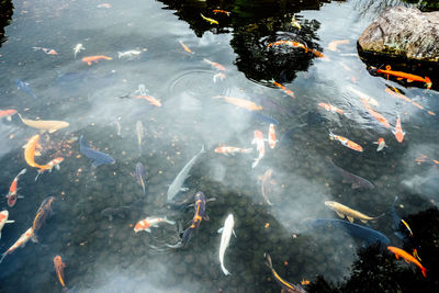 High angle view of koi carps swimming in lake