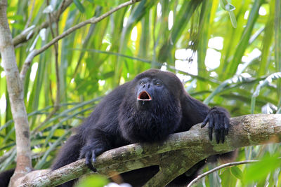 Monkey sitting on tree in forest