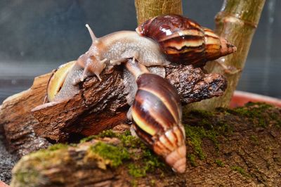 Close-up of snail on rock