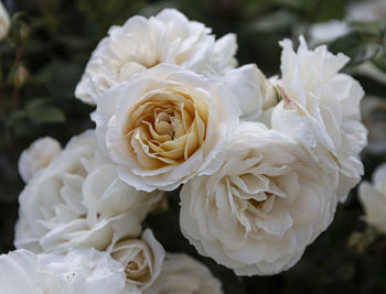 Close-up of white roses