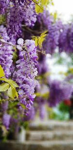 Close-up of purple flowering plant