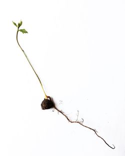 Close-up of plant over white background