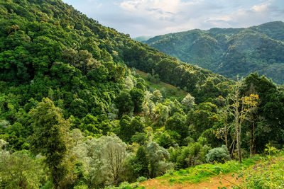 High angle view of trees and mountains against sky