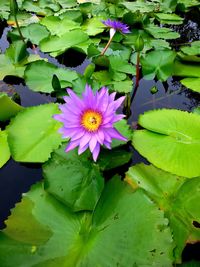 Close-up of lotus water lily blooming outdoors