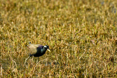 Bird perching on a field