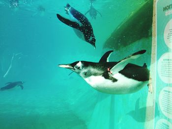 Duck swimming in aquarium