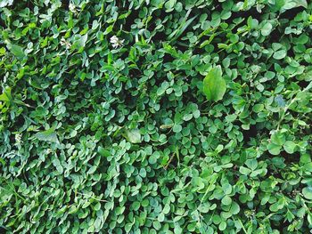 Full frame shot of leaves