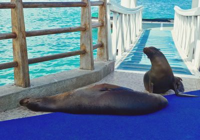 High angle view of sea lion in swimming pool