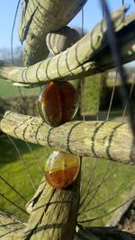 Close-up of tree against sky