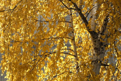 Low angle view of autumnal trees