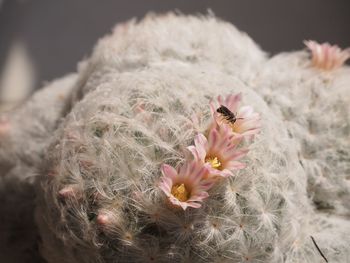 Close-up of pink flowers against blurred background