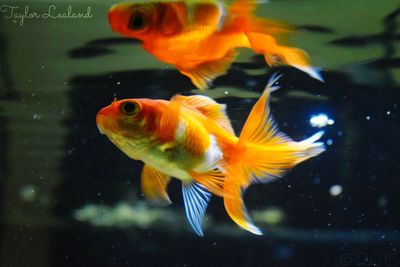 Close-up of fish underwater