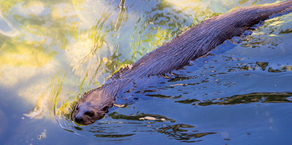 View of seal in water