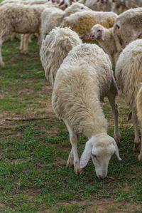 Sheep grazing on field