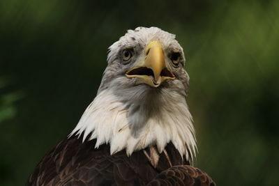 Close-up of eagle against blurred background