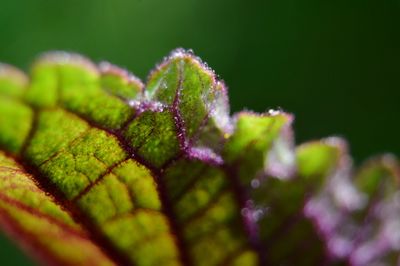 Close-up of fern leaves