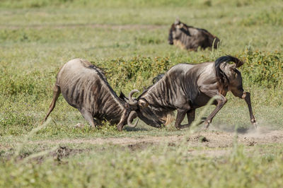 Wildebeests on field
