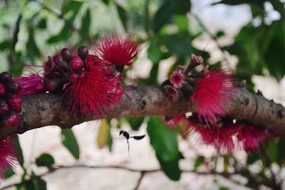 Close-up of red hibiscus flower