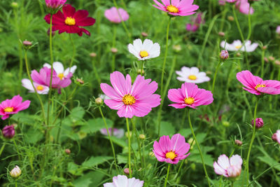 Close-up of pink cosmos flowers blooming on field