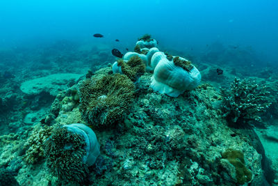 Fish swimming in sea