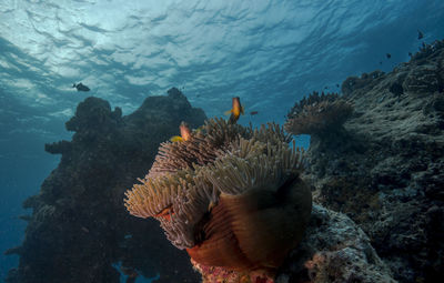 Rubiah jetty dive site - clownfish at home