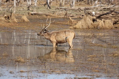 Deer in water