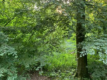 Trees in forest