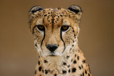 Close-up portrait of a leopard 