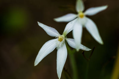 Close-up of white flower