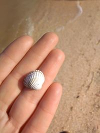 Close-up of human hand holding seashell