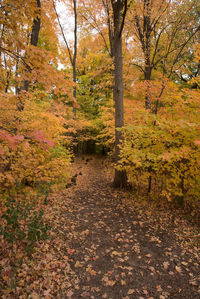 Trees growing in forest during autumn