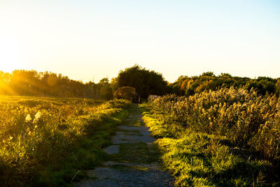 Scenic view of field against clear sky