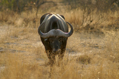 Close up of african buffalo wandering alone between dry bushes in the kruger national park