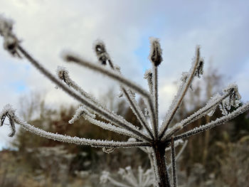 Close-up of frozen plant against sky