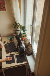 Cat looking through window at home