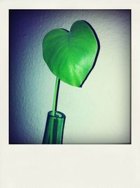 Close-up of leaf over black background
