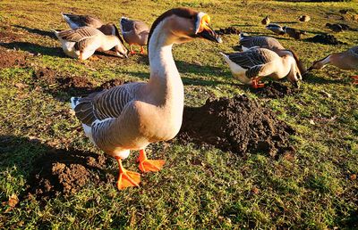 Ducks on a field