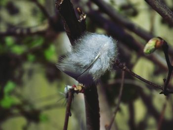 Close-up of honey bee on flower tree