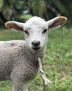 Close-up portrait of sheep on field