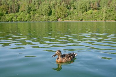 Duck swimming in lake