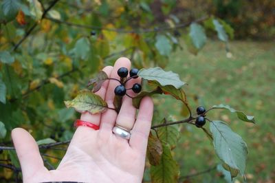 Close-up of hand holding fruit on tree