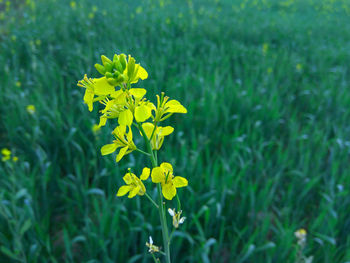 Close-up of yellow flowering plant on field