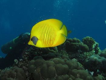 Close-up of fish swimming in sea