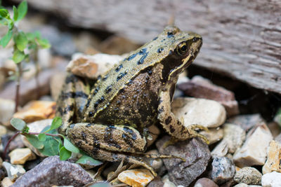 Close-up of lizard on rock