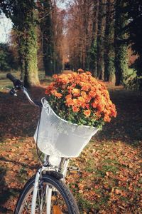 View of flowering plants by trees in forest during autumn