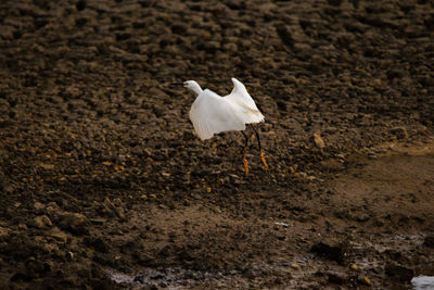 White bird flying over water