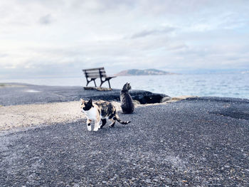 View of dog on beach